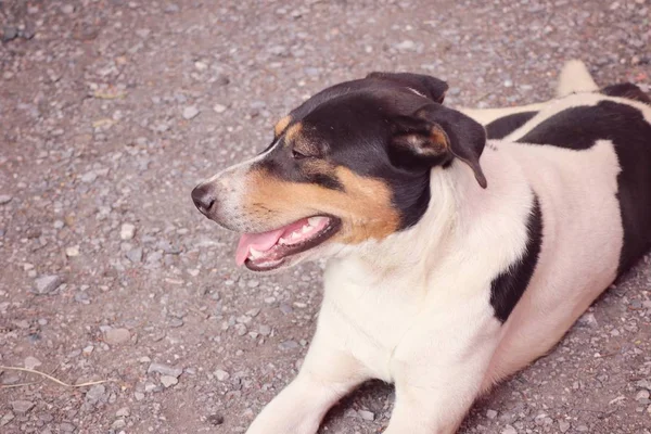 O cão na rua — Fotografia de Stock