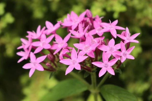 Ixora bloemen in de natuur — Stockfoto