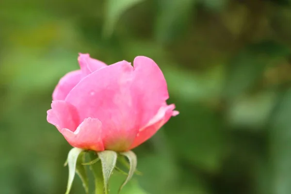 天然のバラの花 — ストック写真