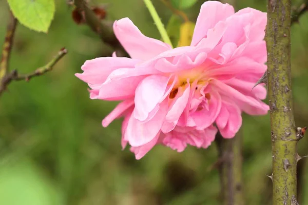 La rosa in naturale — Foto Stock