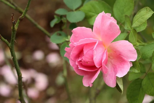Růže v přírodních — Stock fotografie