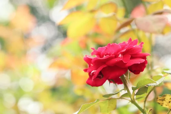 The rose in natural — Stock Photo, Image