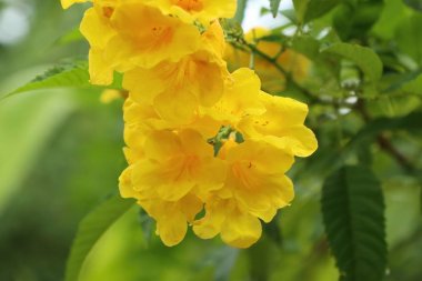 doğada sarı çiçek