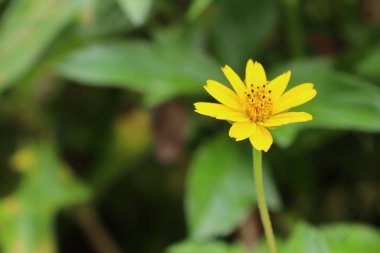 Doğada Singapur dailsy