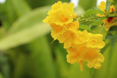 doğada sarı çiçek