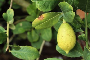 limon ağacı doğada