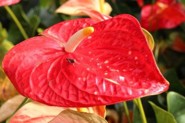 Doğada Flamingo çiçeği