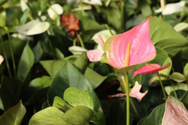 Doğada Flamingo çiçeği