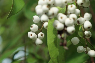 doğanın beyaz çiçekler