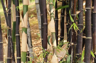 bambu bitki doğa
