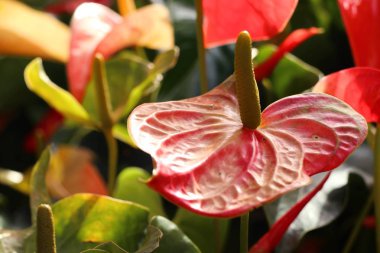 Flamingo çiçeği ve gölge