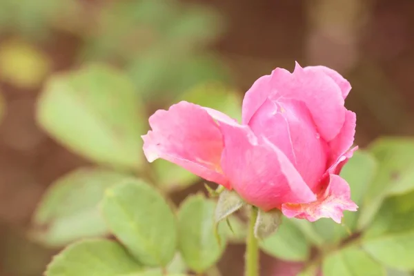 A rosa em natural — Fotografia de Stock