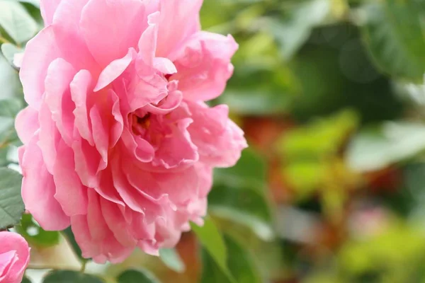 天然のバラの花 — ストック写真