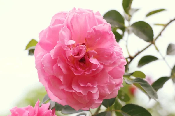 La rose en naturel — Photo