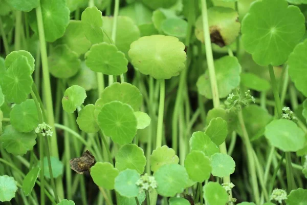 GotU kola blad i naturen — Stockfoto