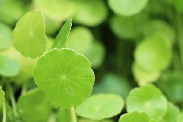 GotU kola blad i naturen — Stockfoto