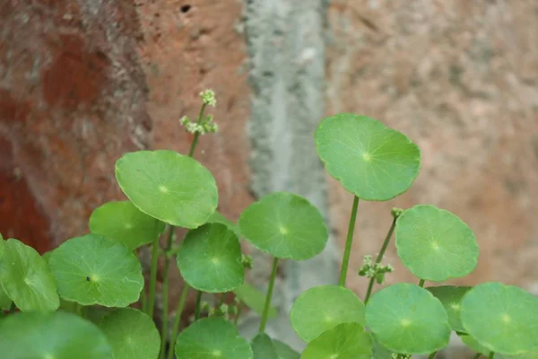 Gotu kola deja en la naturaleza —  Fotos de Stock