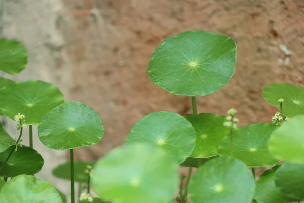 Gotu kola foglie in natura — Foto Stock