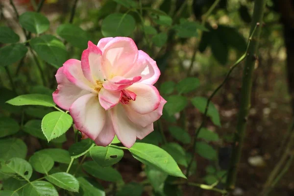 Róża w naturalnym — Zdjęcie stockowe