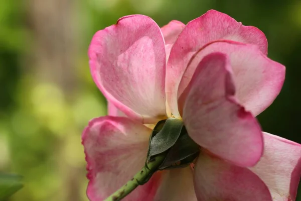 De roos in natuurlijke — Stockfoto