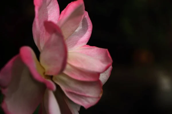 La rosa en natural —  Fotos de Stock