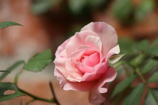 De roos in natuurlijke — Stockfoto