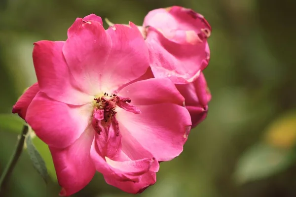 La rosa in naturale — Foto Stock