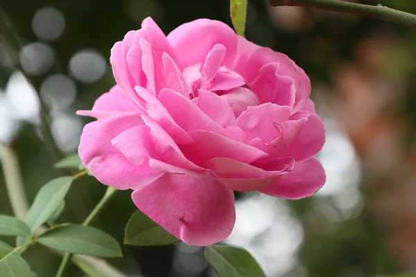 La rosa en natural —  Fotos de Stock