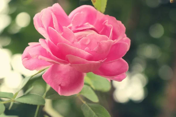 The rose in natural — Stock Photo, Image