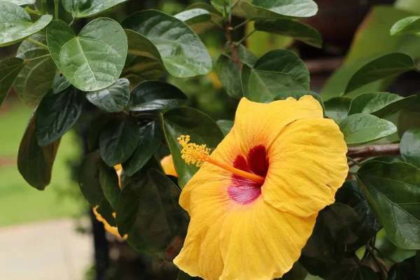 Chinese rose in nature — Stock Photo, Image