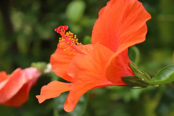 Rosa china en la naturaleza —  Fotos de Stock