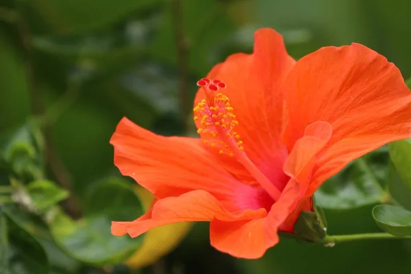 Rose chinoise dans la nature — Photo