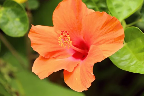 Rosa china en la naturaleza —  Fotos de Stock