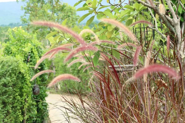 Grass flower in nature — Stock Photo, Image