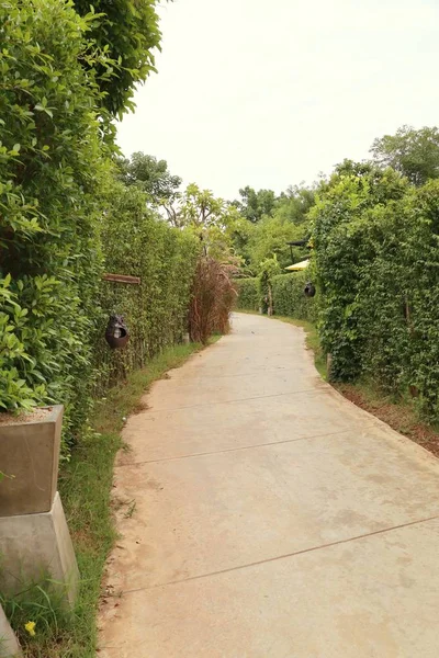 De wandeling in het park — Stockfoto