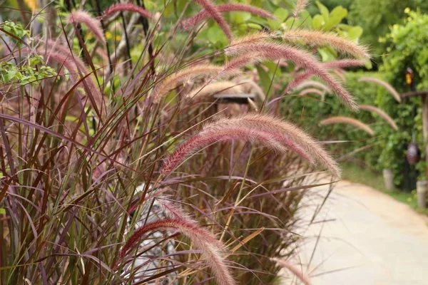 公園の散歩 — ストック写真