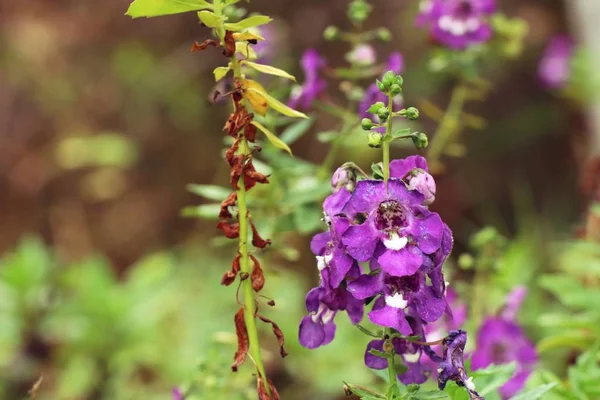 Flores violetas en la naturaleza —  Fotos de Stock