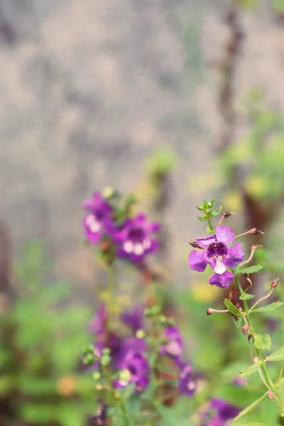 Violetta blommor i naturen — Stockfoto