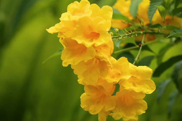 Flor amarilla en la naturaleza —  Fotos de Stock
