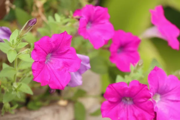 Petunia flowers in nature — Stock Photo, Image
