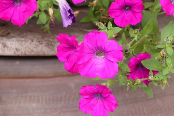 Petunia fleurs dans la nature — Photo