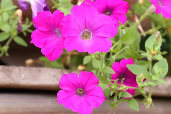 Petunia fleurs dans la nature — Photo