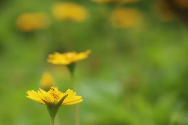 Singapour dailsy dans la nature — Photo