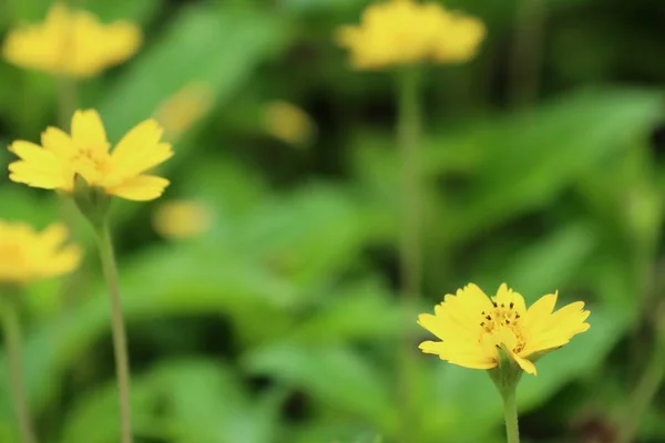 Singapore dailsy i naturen — Stockfoto