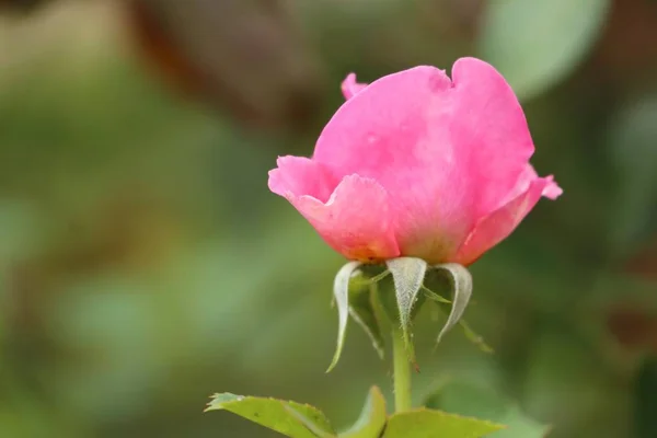La rose en naturel — Photo