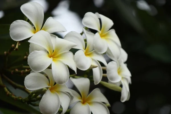 Fiori tropicali frangipani bianchi — Foto Stock