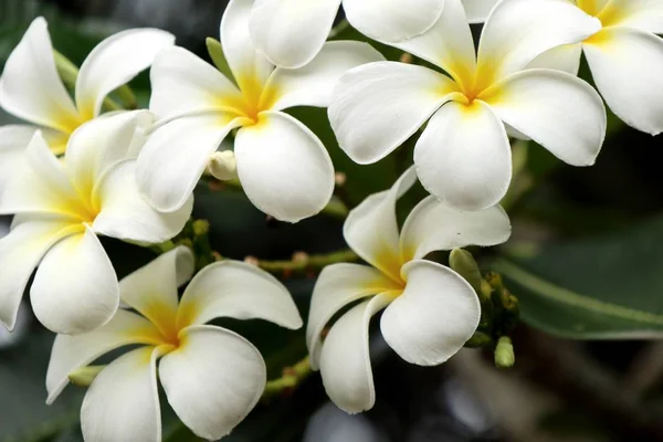 Tropik çiçekler beyaz frangipani — Stok fotoğraf