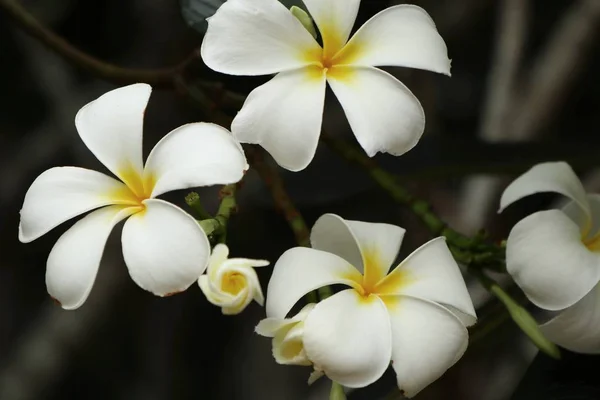 Tropik çiçekler beyaz frangipani — Stok fotoğraf