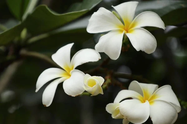 Tropiske blomster, hvite frangipani – stockfoto