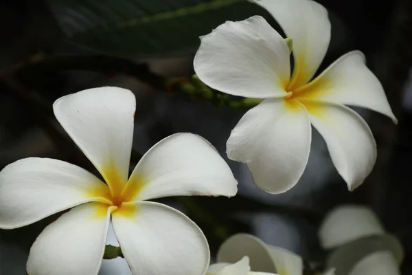 Tropik çiçekler beyaz frangipani — Stok fotoğraf